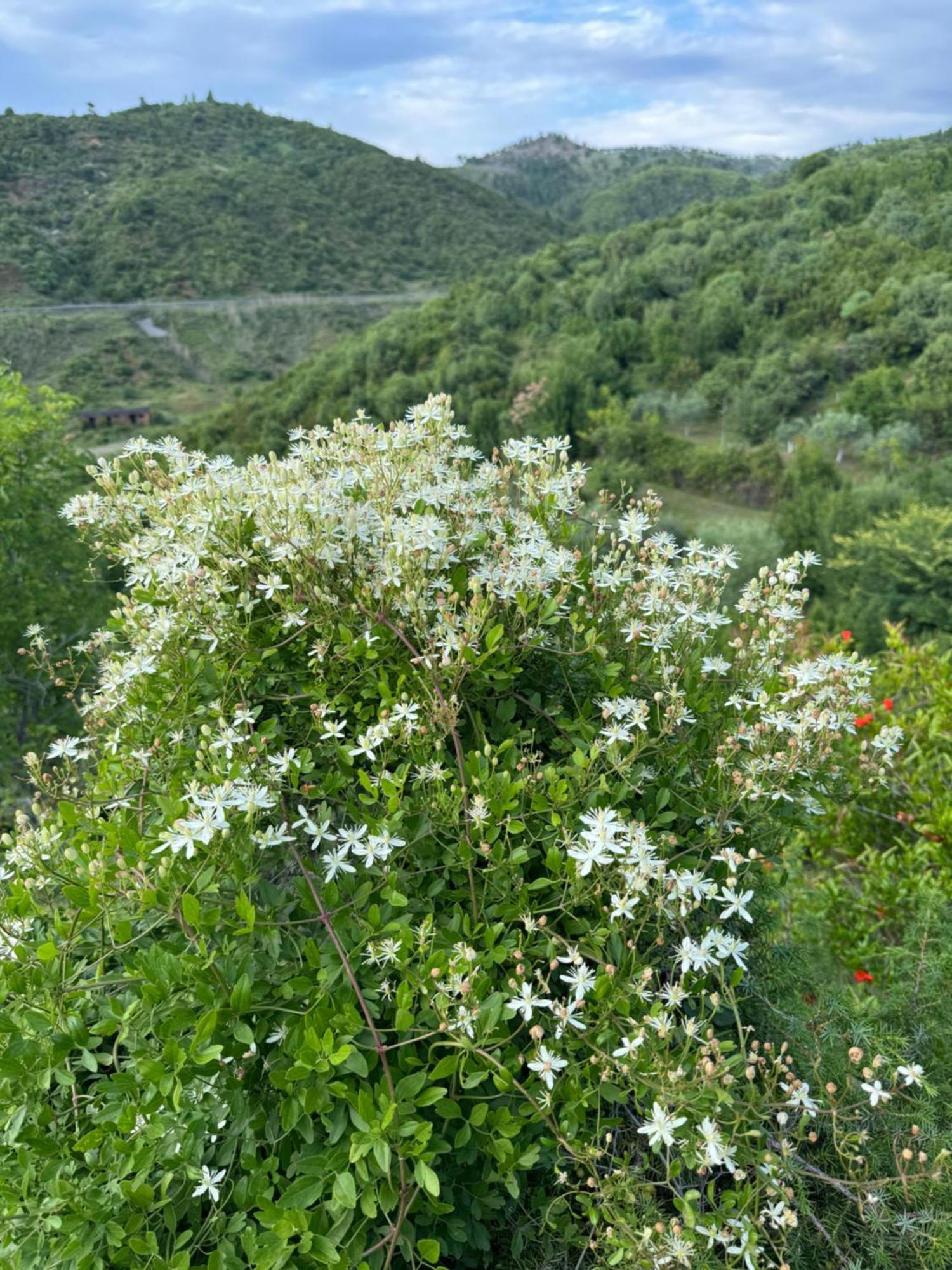 Qyteza Guest House & Camping Shkodër Екстериор снимка